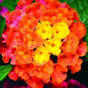 Lantana